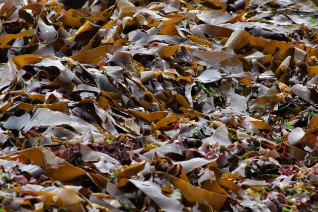 La piscine écologique : baignade naturelle, zéro produit chimique La piscine écologique : baignade naturelle, zéro produit chimique