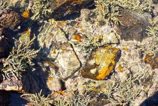 Surface d'une piscine naturelle en mouvement, bordée de plantes aquatiques