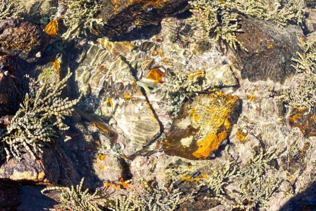 Piscine naturelle bordée de végétation Surface d'une piscine naturelle en mouvement, bordée de plantes aquatiques